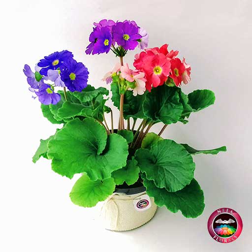 Comprar planta primavera trio prímula victoria roja rosa púrpura morada Primula obconica maceta plástica yute 14 cm diagonal Neea Flora